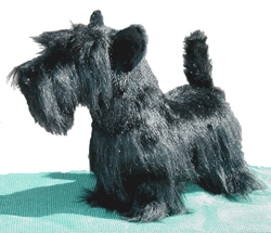 Black Scottish Terrier